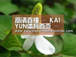 产品名称三