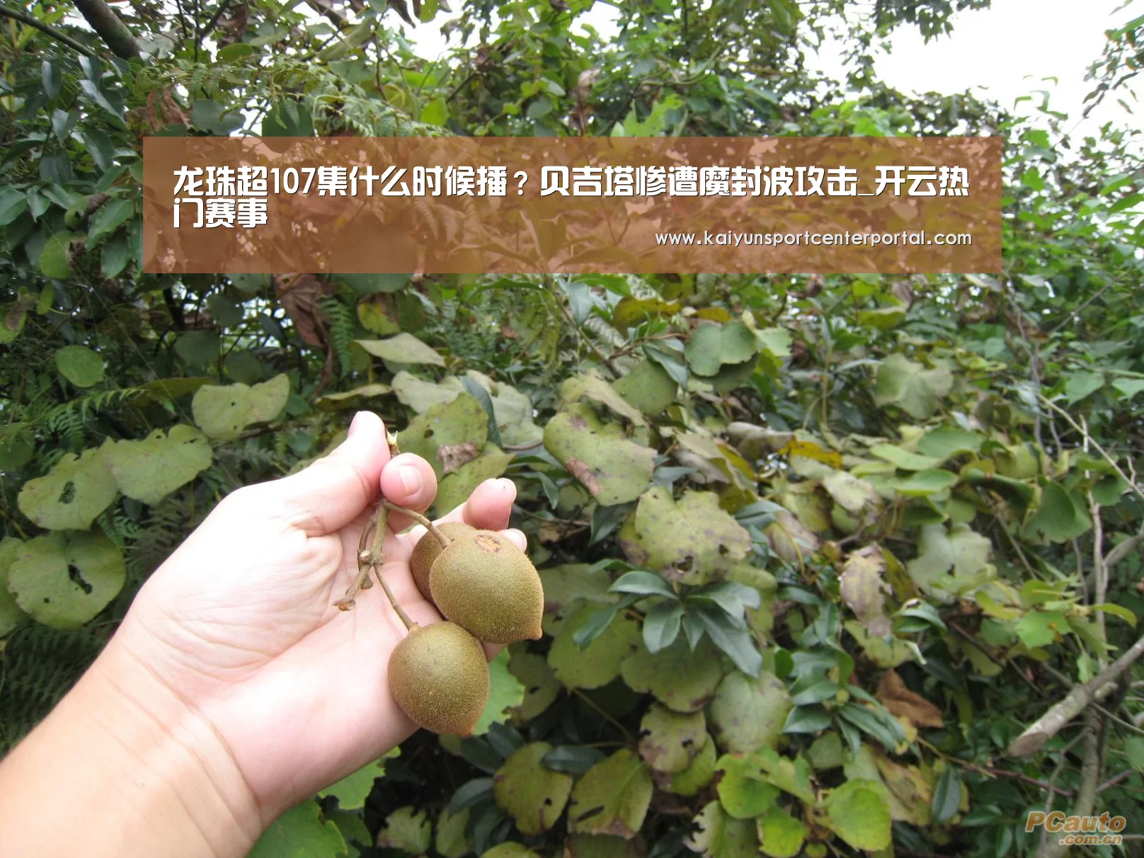 龙珠超107集什么时候播?贝吉塔惨遭魔封波攻击_开云热门赛事(图2) 开云热门赛事